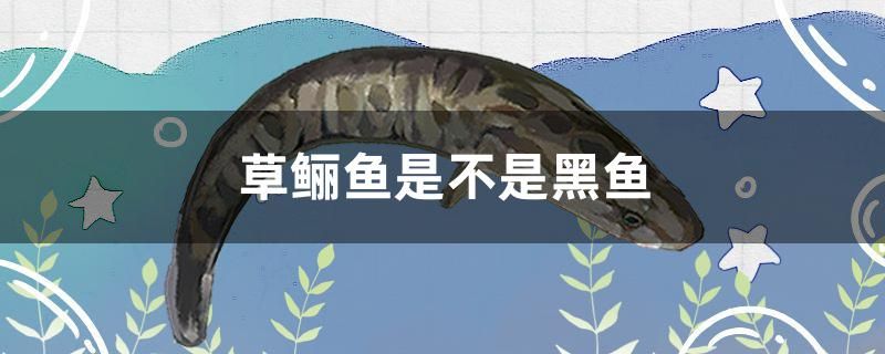 草鱺魚是不是黑魚 蝴蝶鯉 第1張