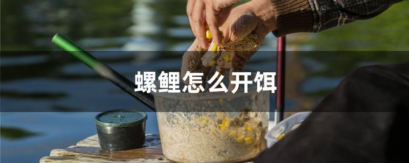 螺鯉怎么開餌 貓貓 第1張