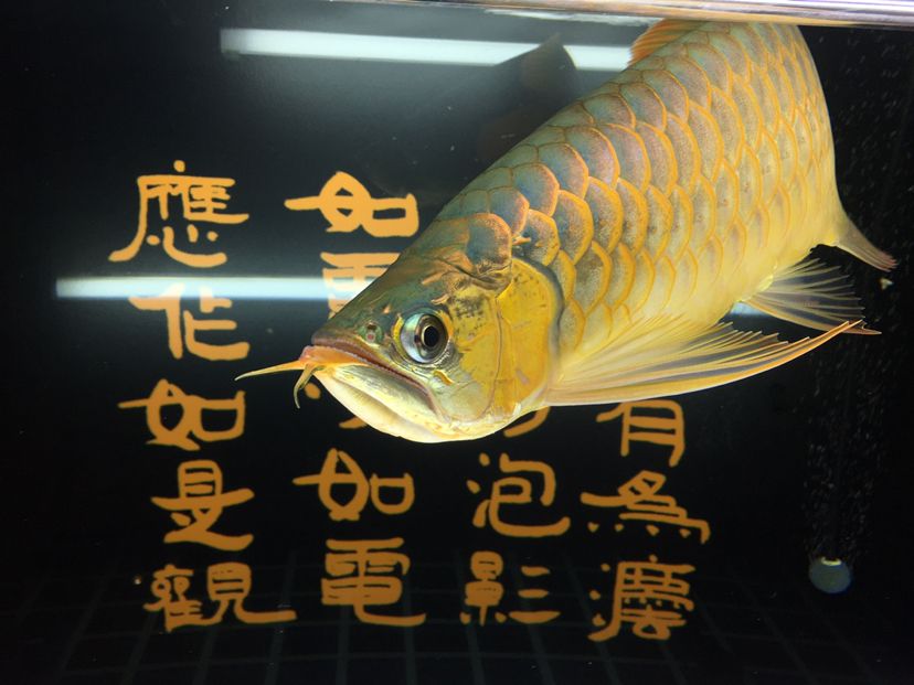 觀賞魚缸視頻大全圖片(觀賞魚缸視頻大全圖片)