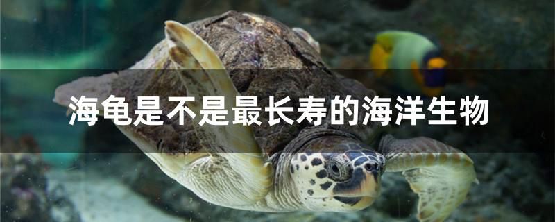 海龜是不是最長壽的海洋生物 南美異型魚 第1張