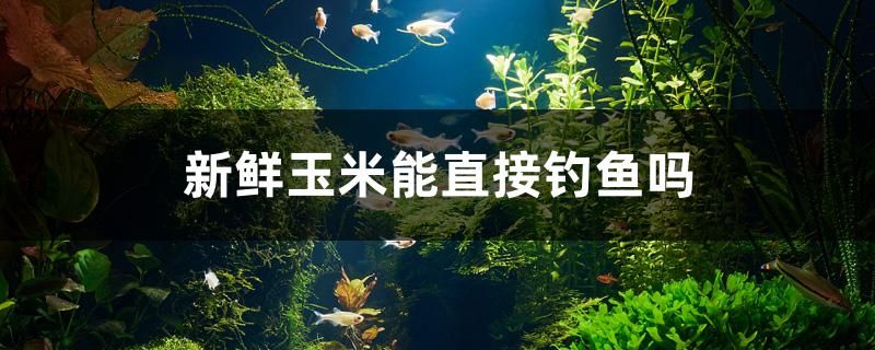 新鮮玉米能直接釣魚嗎 銀河星鉆魚 第1張