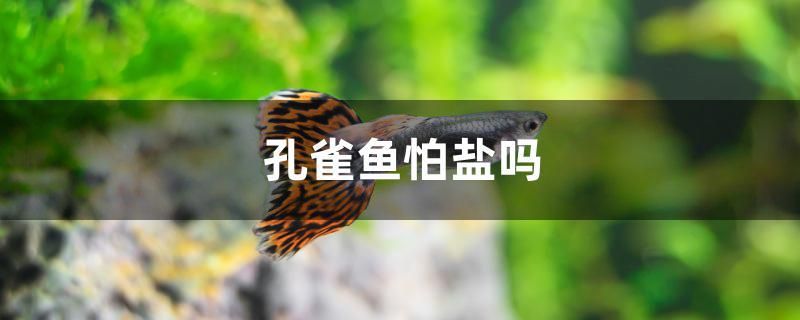 孔雀魚怕鹽嗎 鴨嘴鯊魚 第1張