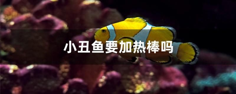 小丑魚要加熱棒嗎 祥龍超血紅龍魚 第1張