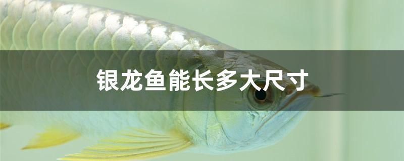 銀龍魚能長多大尺寸 紅白錦鯉魚 第1張