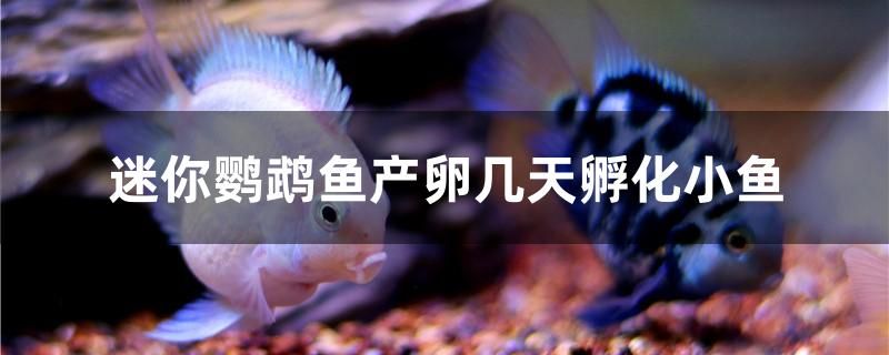 迷你鸚鵡魚產(chǎn)卵幾天孵化小魚 古典過背金龍魚 第1張