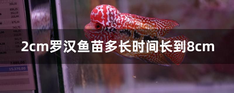 2cm羅漢魚苗多長時間長到8cm