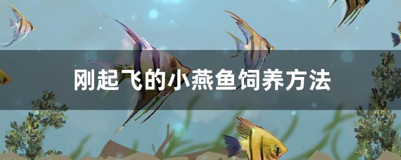 剛起飛的小燕魚飼養(yǎng)方法是什么 魟魚相關(guān) 第1張