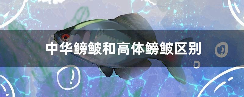 中華鳑鲏和高體鳑鲏區(qū)別有哪些 狗頭魚(yú) 第1張