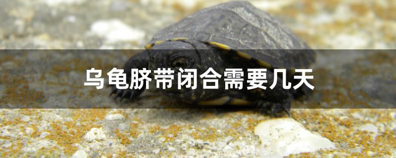 烏龜臍帶閉合需要幾天 福虎/異型虎魚/純色虎魚 第1張