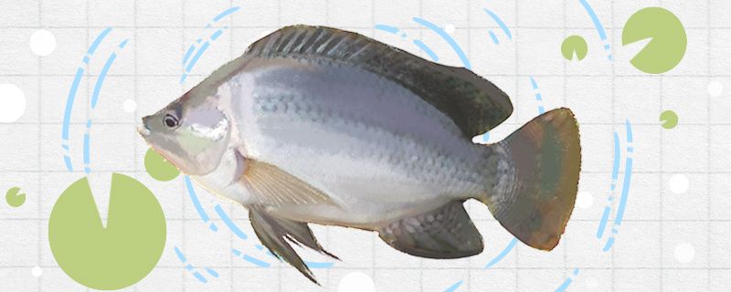 羅非魚(yú)刺多嗎有小刺嗎 黃鰭鯧魚(yú) 第1張