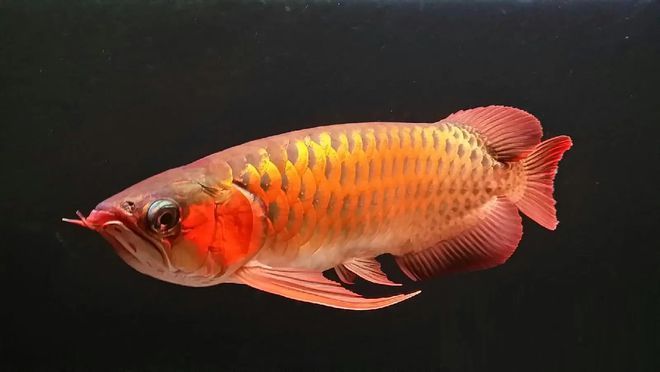 金龍魚(yú)平時(shí)喂什么(金龍魚(yú)一般喂食什么) 泰國(guó)虎魚(yú) 第1張