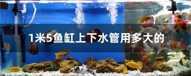 1米5魚缸上下水管用多大的 豹紋夫魚苗 第1張