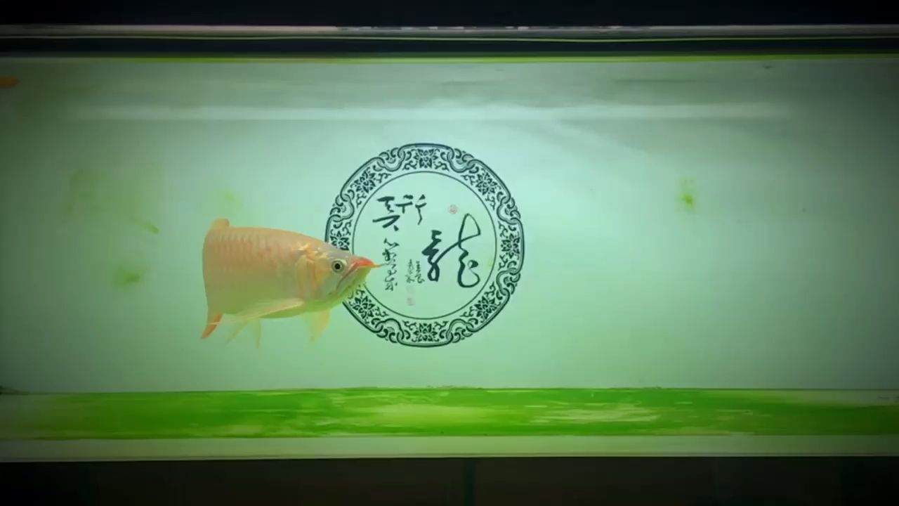 2019.12.03 觀賞魚論壇 第1張