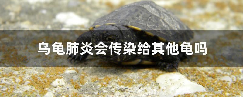 烏龜肺炎會傳染給其他龜嗎 杰西卡恐龍魚 第1張