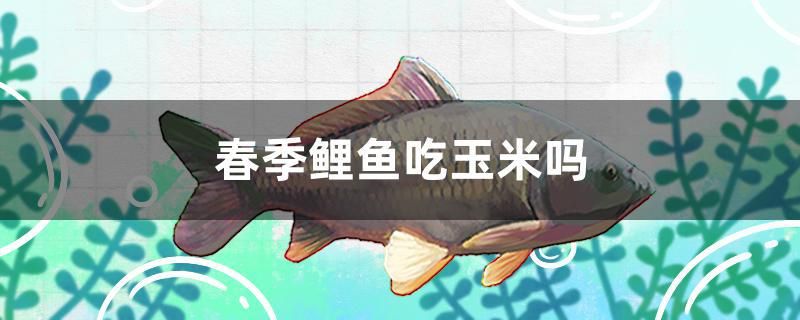 春季鯉魚吃玉米嗎 白子關(guān)刀魚 第1張