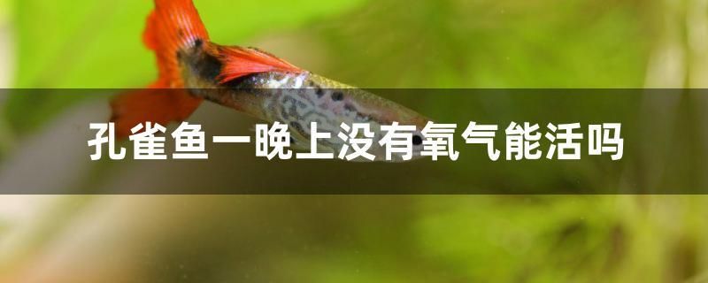 孔雀魚一晚上沒有氧氣能活嗎 熱帶魚魚苗批發(fā) 第1張