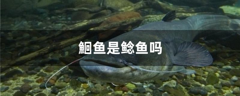 鮰魚是鯰魚嗎 元寶鳳凰魚專用魚糧 第1張