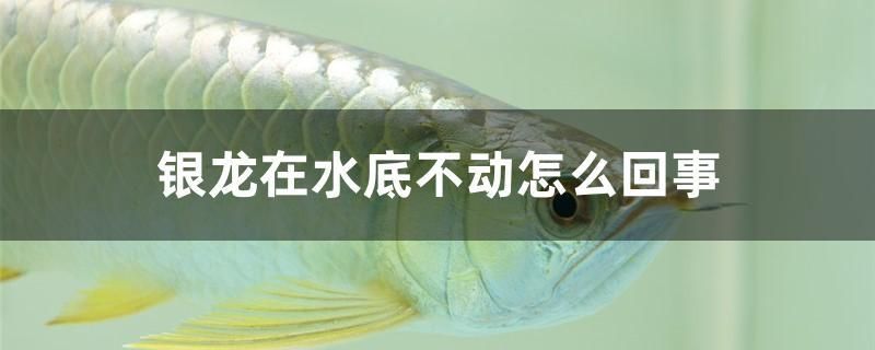 魚缸過濾器材有哪些品牌（魚缸過濾桶比較，創(chuàng)星和森森哪個牌子好） 粗線銀版魚 第2張