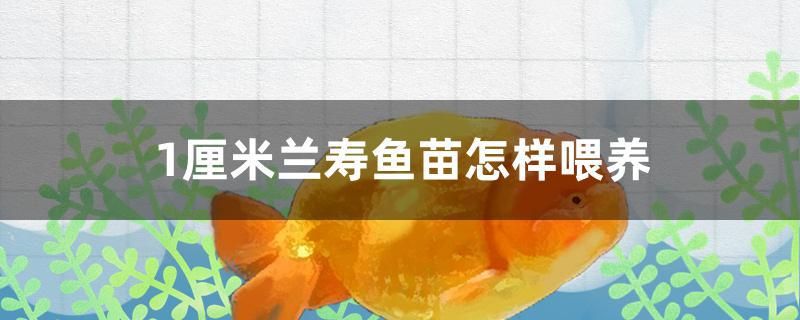 1厘米蘭壽魚(yú)苗怎樣喂養(yǎng)