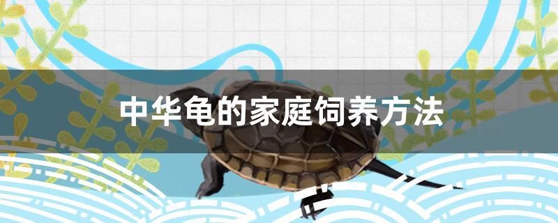 中華龜?shù)募彝ワ曫B(yǎng)方法 大日玉鯖魚 第1張