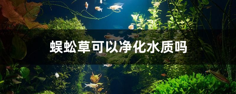 蜈蚣草可以凈化水質(zhì)嗎 泰國(guó)虎魚 第1張