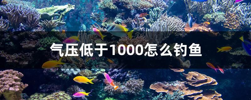 氣壓低于1000怎么釣魚