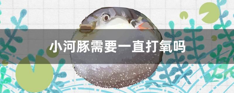 小河豚需要一直打氧嗎 海水魚（海水魚批發(fā)） 第1張