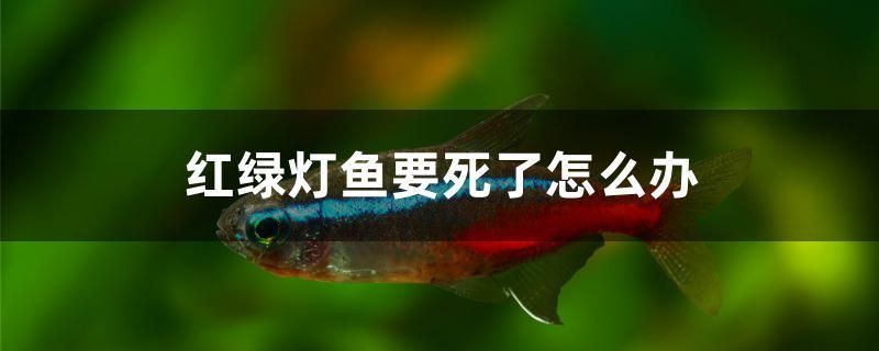 紅綠燈魚(yú)要死了怎么辦 麥肯斯銀版魚(yú) 第1張