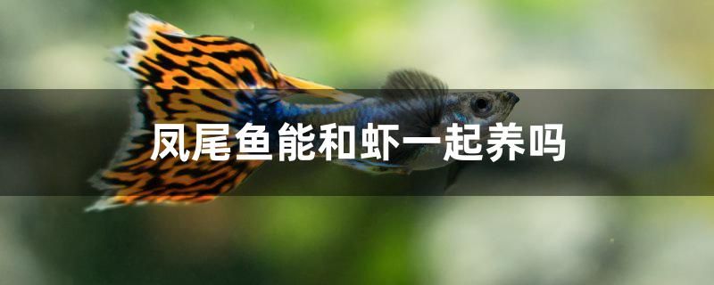 鳳尾魚能和蝦一起養(yǎng)嗎 白化火箭 第1張