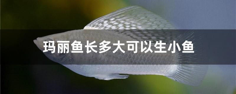 瑪麗魚長多大可以生小魚 觀賞魚批發(fā) 第1張