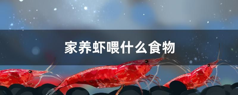 家養(yǎng)蝦喂什么食物 羅漢魚(yú) 第1張