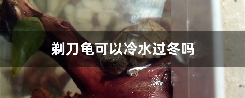 剃刀龜可以冷水過冬嗎 福虎/異型虎魚/純色虎魚 第1張