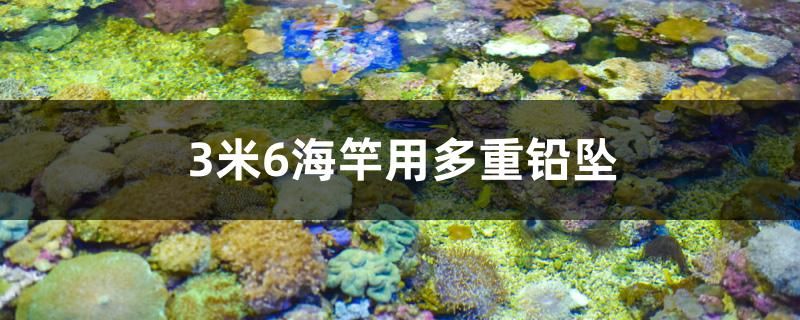 3米6海竿用多重鉛墜 水族主題相關(guān) 第1張