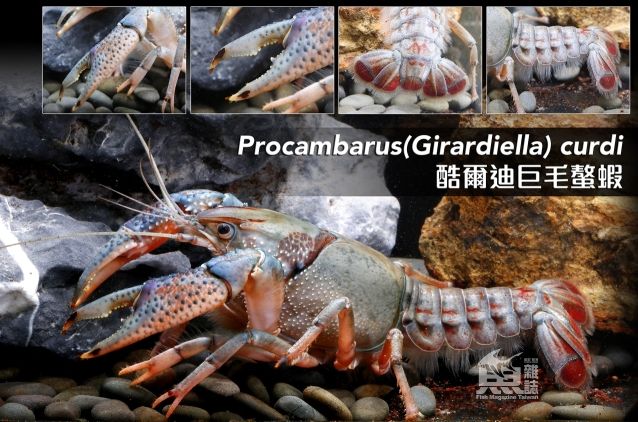 CrayFish 觀賞魚論壇 第1張