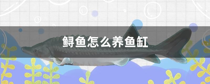 鱘魚(yú)怎么養(yǎng)魚(yú)缸