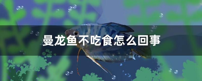 曼龍魚不吃食怎么回事 觀賞魚百科 第1張