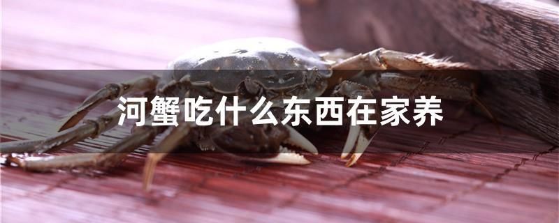 河蟹吃什么東西在家養(yǎng) 羅漢魚批發(fā) 第1張