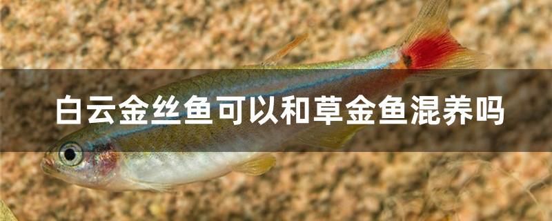 白云金絲魚可以和草金魚混養(yǎng)嗎