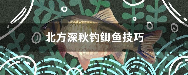 北方深秋釣鯽魚技巧 量子養(yǎng)魚技術(shù) 第1張