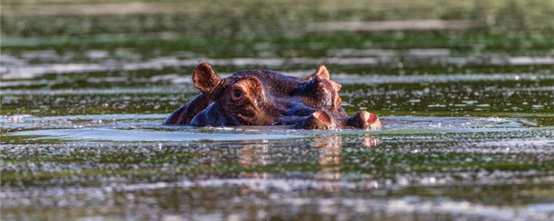 河馬是食草動物還是食肉動物主要吃什么 藍(lán)底過背金龍魚 第1張