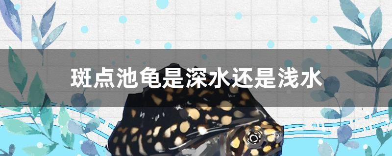 斑點池龜是深水還是淺水 其他品牌魚缸 第1張