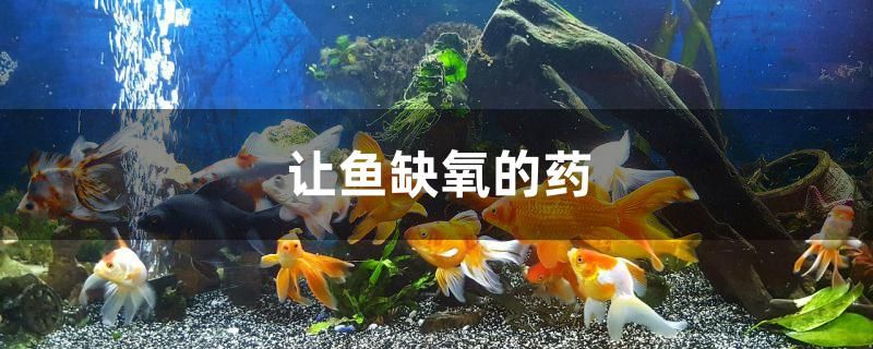 讓魚(yú)缺氧的藥是什么