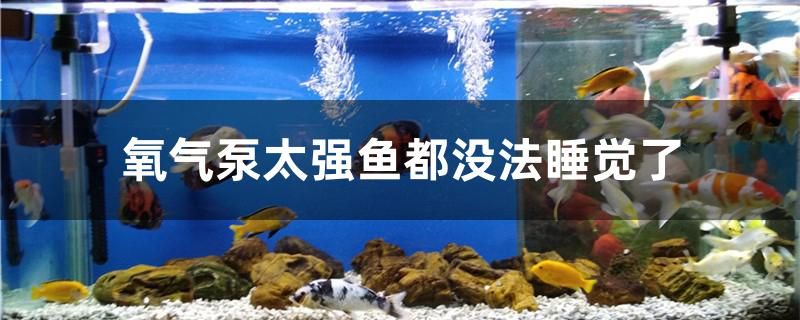 氧氣泵太強(qiáng)魚都沒法睡覺了怎么辦