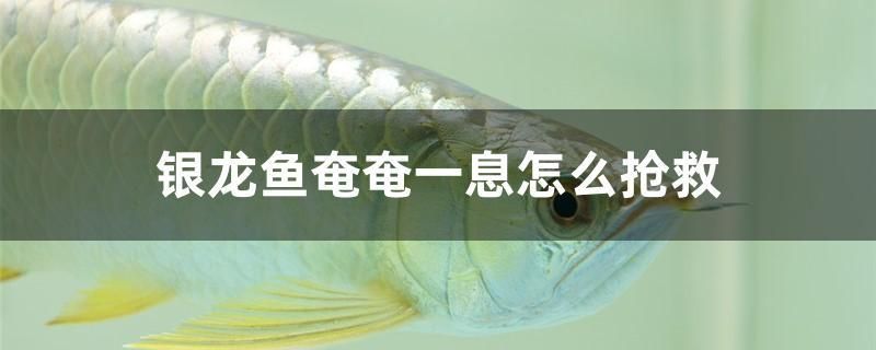 銀龍魚奄奄一息怎么搶救 南美異形觀賞魚 第1張