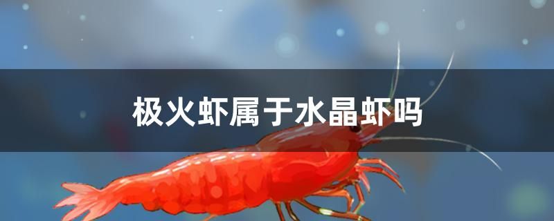 極火蝦屬于水晶蝦嗎 廣州水族批發(fā)市場 第1張