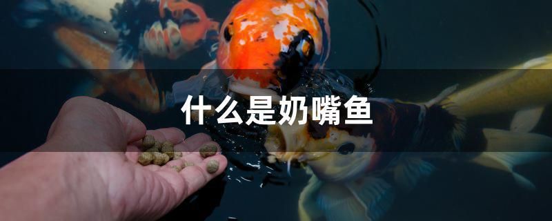 什么是奶嘴魚 廣州龍魚批發(fā)市場 第1張