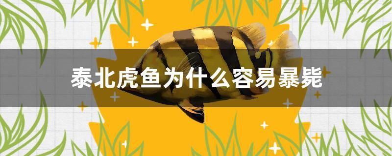 泰北虎魚為什么容易暴斃 薩伊藍(lán)魚 第1張