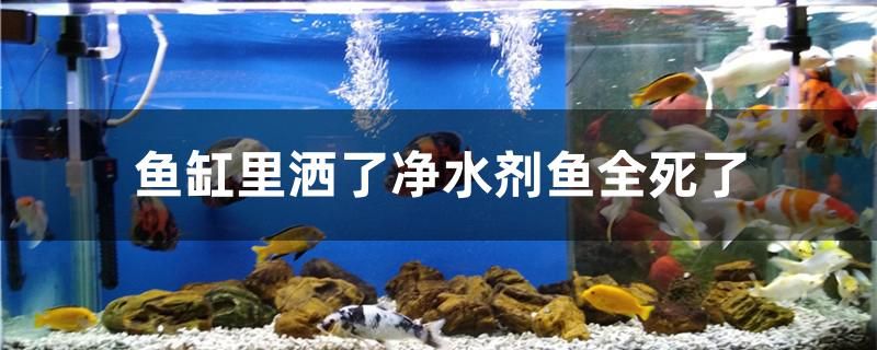 為什么魚缸里灑了凈水劑魚全死了 馬來(lái)西亞咖啡 第1張