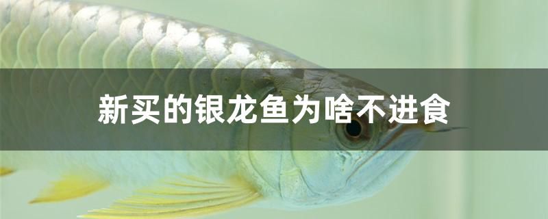 新買的銀龍魚為啥不進食 羽毛刀魚苗 第1張