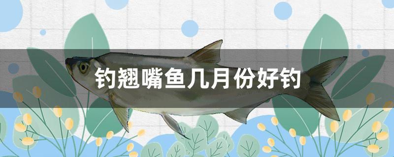 釣翹嘴魚幾月份好釣 B級過背金龍魚 第1張